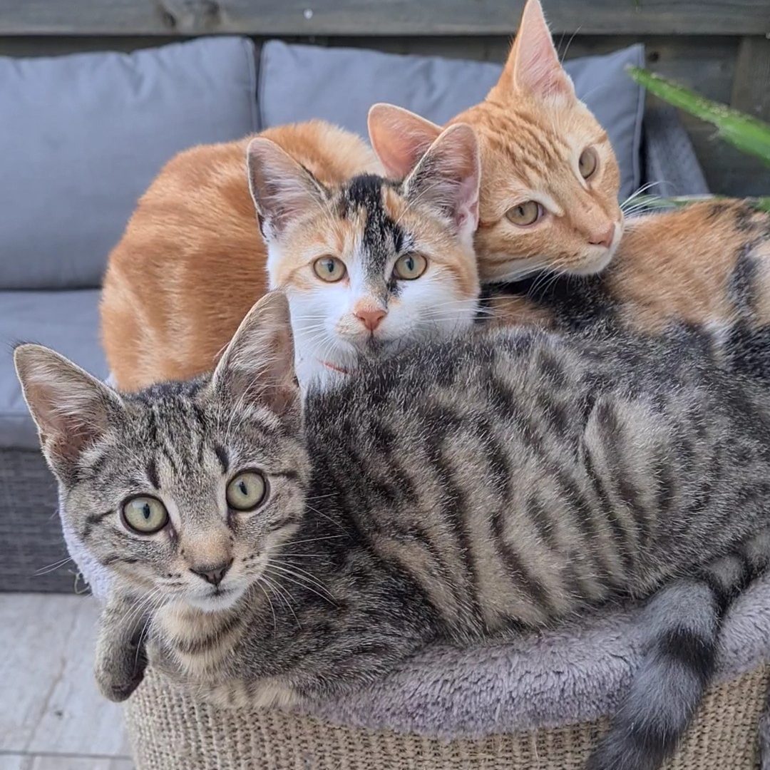 kittens genk hasselt limburg kattenkrabpaal kattenaccessoires 